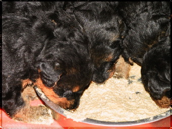 3 Wochen 02702