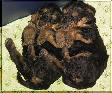 4 wochenzwei