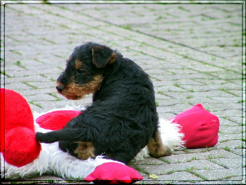 Monas Welpen 7 Wochen 028